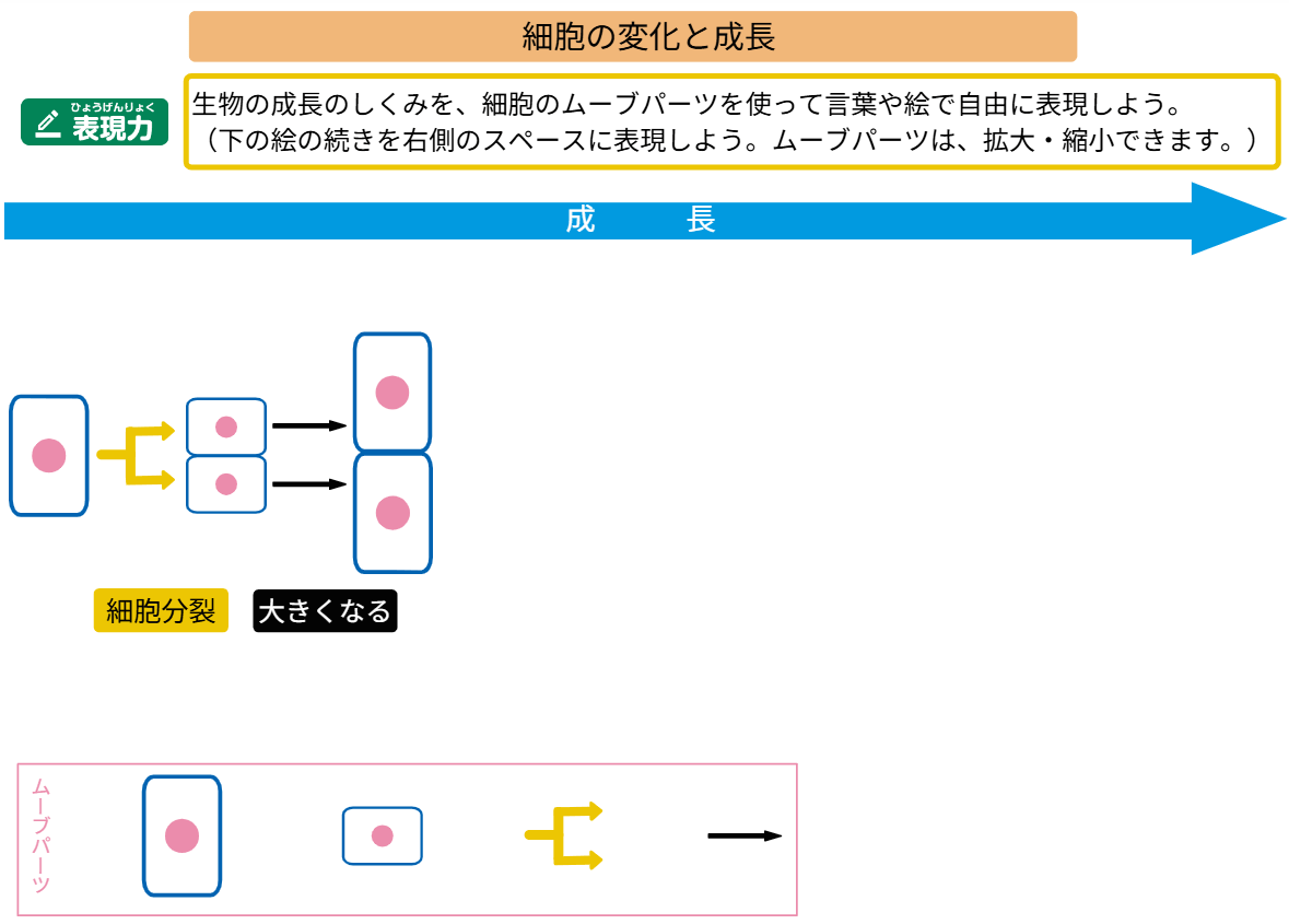 細胞の変化と成長